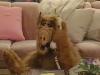 Album photo > Alf > Alf