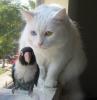 Animaux : Toi, t'es mort ! - 7037 hits