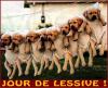 Animaux : Jour de lessive - 15659 hits