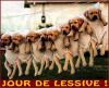 Animaux : Jour de lessive - 15507 hits