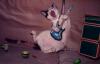 Animaux : Rock Star - 12183 hits