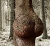 Humour sexy : Arbre sensuel - 65089 hits