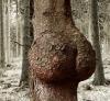 Humour sexy : Arbre sensuel - 64891 hits