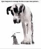Animaux : Grand/petit - 25572 hits