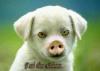 Animaux : Mi-chien mi-cochon - 7090 hits