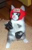 Animaux : Tu veux te battre ? - 11139 hits