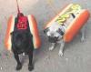 Animaux : Hot Dog - 7903 hits