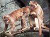 Animaux : Tu sentiras rien... - 9306 hits