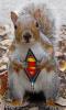 Animaux : Ecureuil Superman - 17575 hits