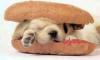 Voir l'image Hot-dog