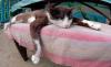 Animaux : Sieste de chat - 10307 hits