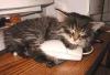 Animaux : Chat et souris - 11005 hits