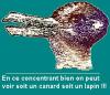Illusions d'optique : Un canard ou un lapin ? - 7116 hits