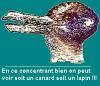 Voir l'image Un canard ou un lapin ?