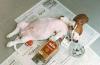 Animaux : Chien dprav - 7940 hits