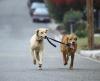 Voir l'image Promener ne chien...