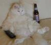 Animaux : Chat de canap - 13112 hits