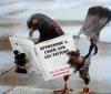 Animaux : Manuel pour les pigeons - 14468 hits