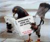 Animaux : Manuel pour les pigeons - 14622 hits