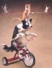 Animaux : Animaux du cirque - 12421 hits