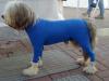 Animaux : Prt pour son jogging - 10978 hits