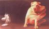 Animaux : Coup de vent - 13801 hits