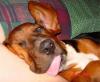 Animaux : Arrete de boire Gg ! - 10344 hits