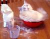 Animaux : Chat au petits oignons - 8391 hits