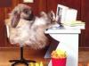 Animaux : lapin et l'ordi - 13466 hits