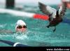 Sport : Canard - 8827 hits