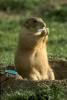 Animaux : Marmotte fumeuse de shit - 10387 hits