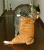 Animaux : Roulage de pelle - 14621 hits