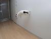 Animaux : Chat alors !! - 7869 hits