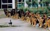 Animaux : Chat militaire - 24058 hits