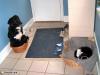 Animaux : dur la vie de chien - 13656 hits
