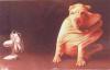 Animaux : Y'a du vent ! - 7203 hits