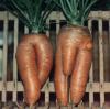 Humour sexy : La nature est bien faite (4) - 40824 hits