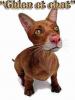 Animaux : Comme chien et chat - 6618 hits