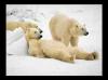 Animaux : Repos sur la banquise - 9638 hits