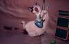 Animaux : Chat rocheur - 8377 hits