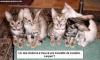 Animaux : Chat drogu - 15338 hits
