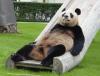 Animaux : A l'aise Blaize ! - 8242 hits