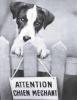 Animaux : Chien mchant - 10985 hits
