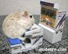 Informatique et Internet : Hamster accroc - 11002 hits