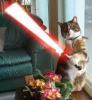 Animaux : Chat jedi - 12064 hits