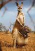 Animaux : Maman kangourou - 24369 hits