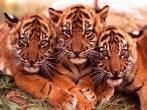 Voir le fond d'cran 6el1502-animaux-bebe-tigre.jpg