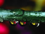 Voir le fond d'cran fleurs_wallxtrem.com_167.jpg