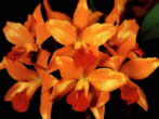 Voir le fond d'cran fleurs_wallxtrem.com_204.jpg