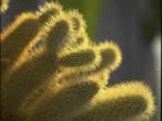 Voir le fond d'cran fleurs_wallxtrem.com_216.jpg